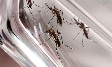 PEQ combate dengue