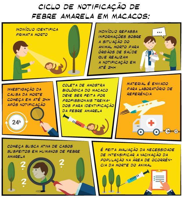 Infográfico Macacos1