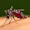 mosquito-malaria