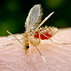 mosquito-palha-100x100