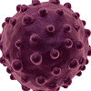 virus hepatiteb