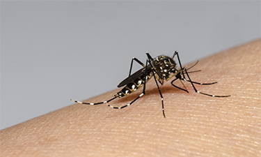 imagem dengue