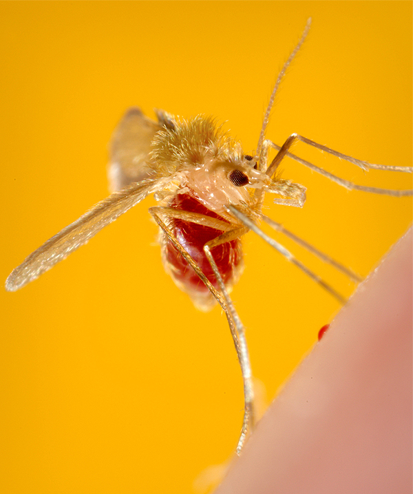 8 mosquito palha interna cdc