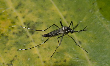 dengue chikungunya