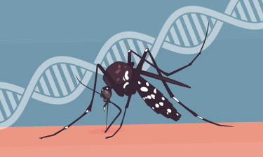 dengue novos sequenciamentos