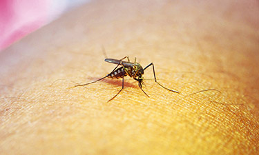 dengue SITE pequena freepik