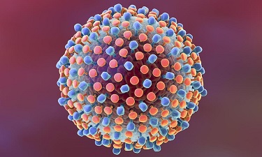hcv