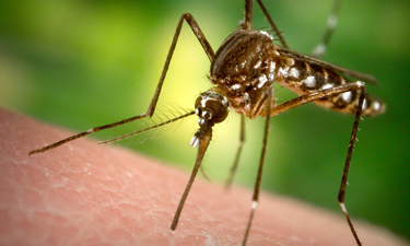 aedes casos dengue americas