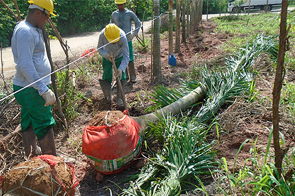 campus santa cruz plantio arvores projeto verde