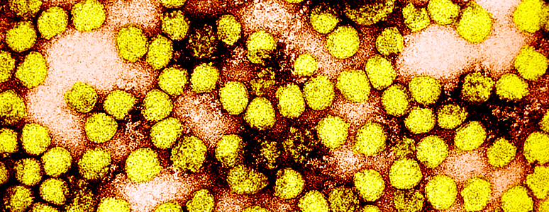 informacoes febre amarela virus