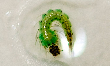 larva malaria fiocruz raul santana boletim epidemiologico