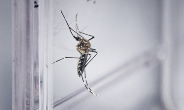 mosquitos geneticamente modificados
