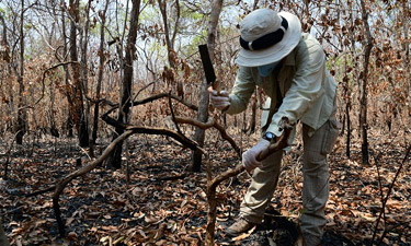 queimadas pantanal