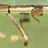 anopheles-larva