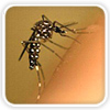 estudo-propoe-micro-organismo-contra-aedes-aegypti-dengue