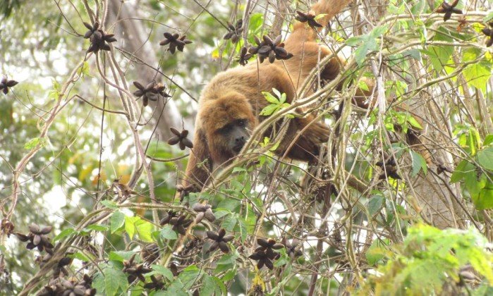 macaco-bugio-carla-possamai