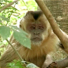 macaco-febre-amarela
