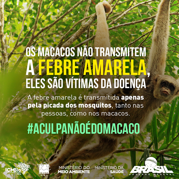 Macacos transmitem monkeypox? Entenda a relação do animal com a doença