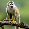 macaco-pequeno