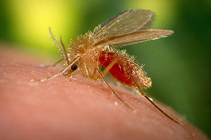 mosquito-palha-430x285
