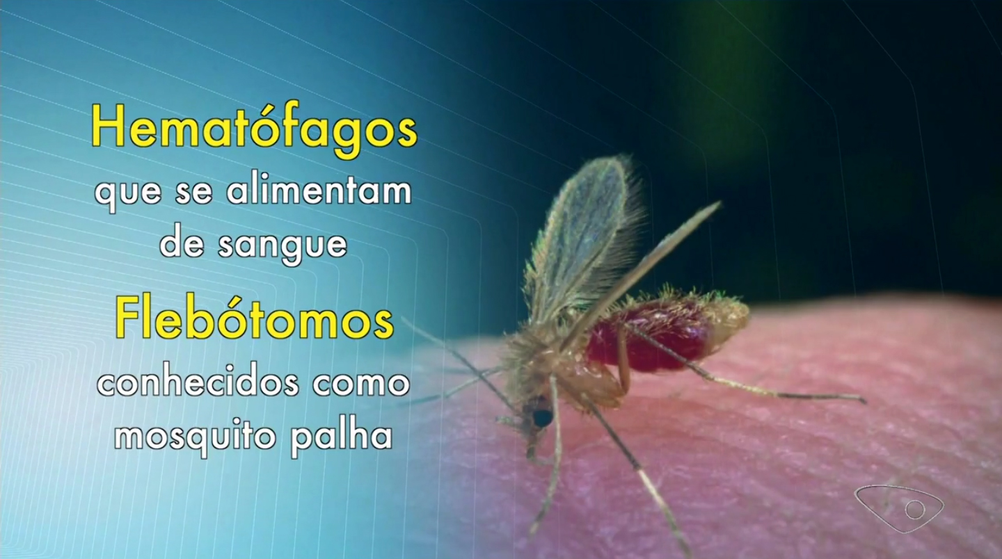 mosquito-palha-tvgazeta-face