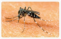 mosquito-febre-amarela