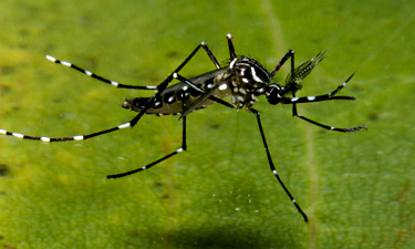 vigilancia febre amarela