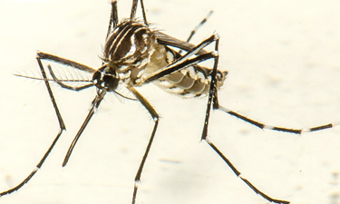 wolbachica dengue