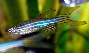 zebrafish public domain vacina covid