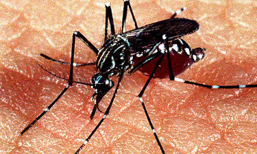 zika vidas afetam